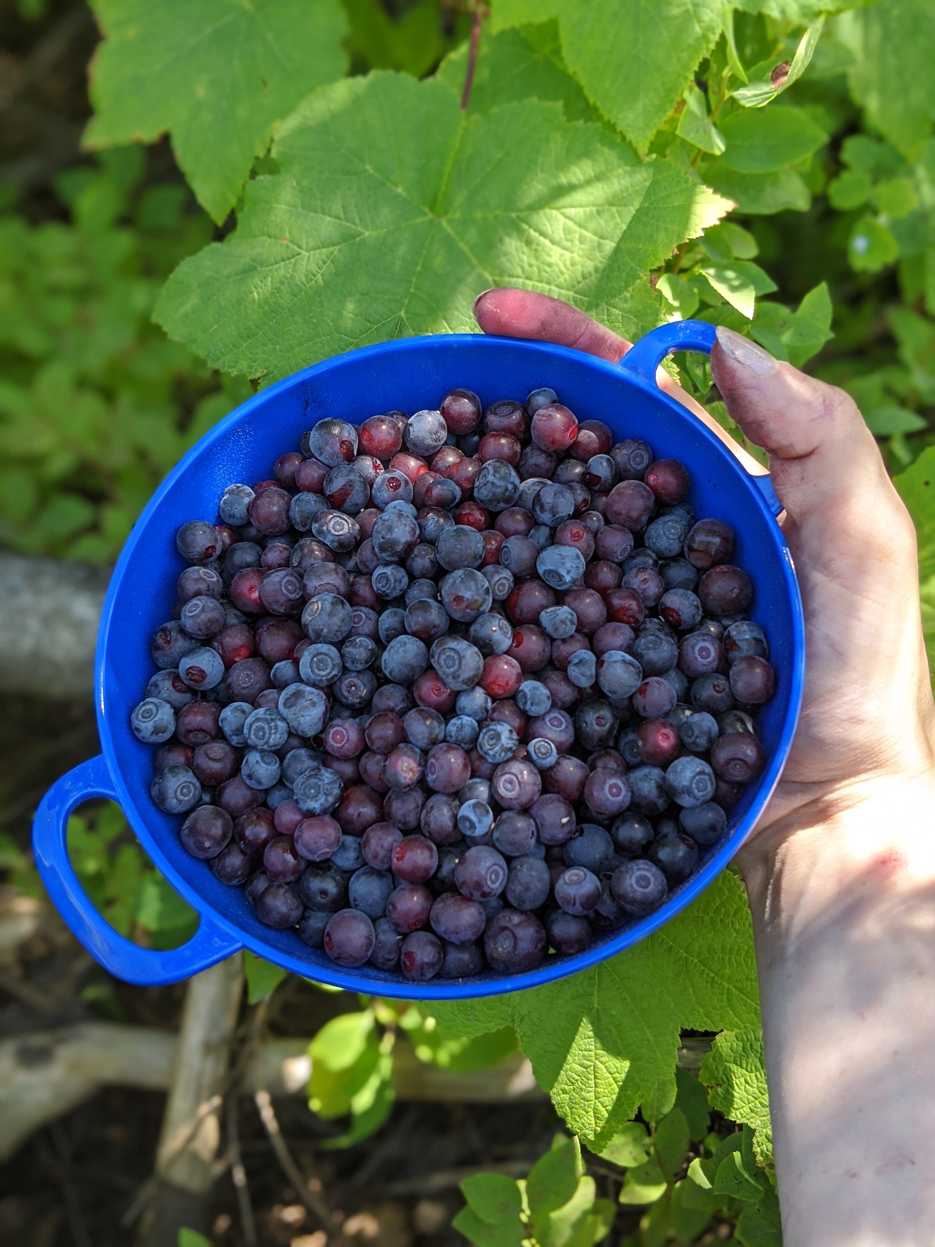 Huckleberries: Purple Gold of the Northwest