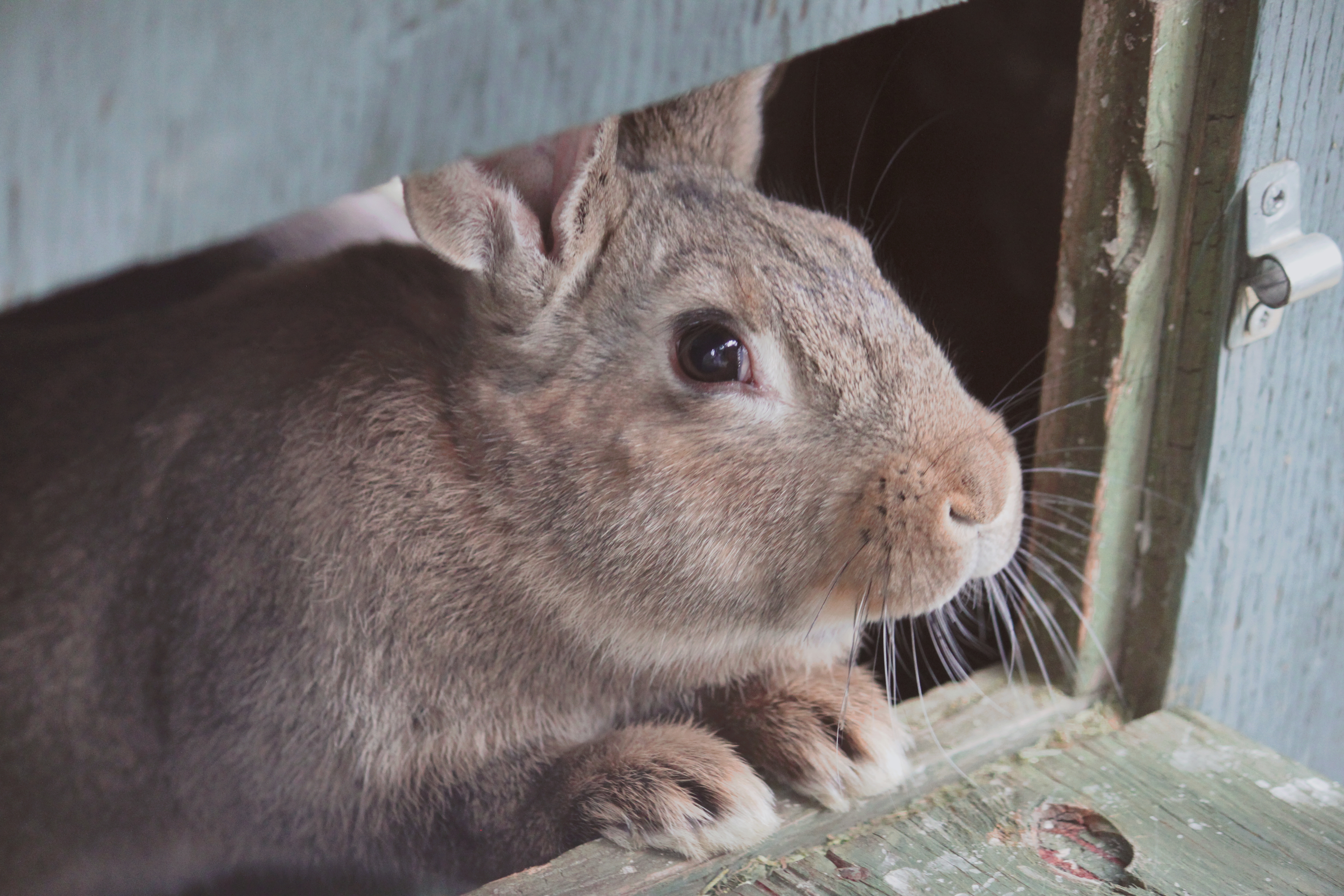 Using Rabbit Manure in Seedling Mix